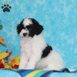 Ruby, Shih-Poo Puppy